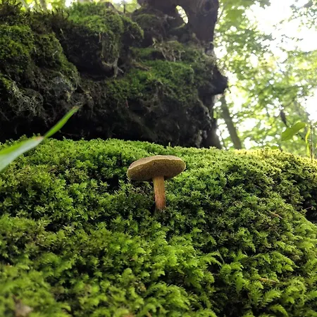 Ferienhaus Luxury Pool In Lohals - By Traum